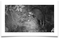 9 - Badger - Chris Beesley